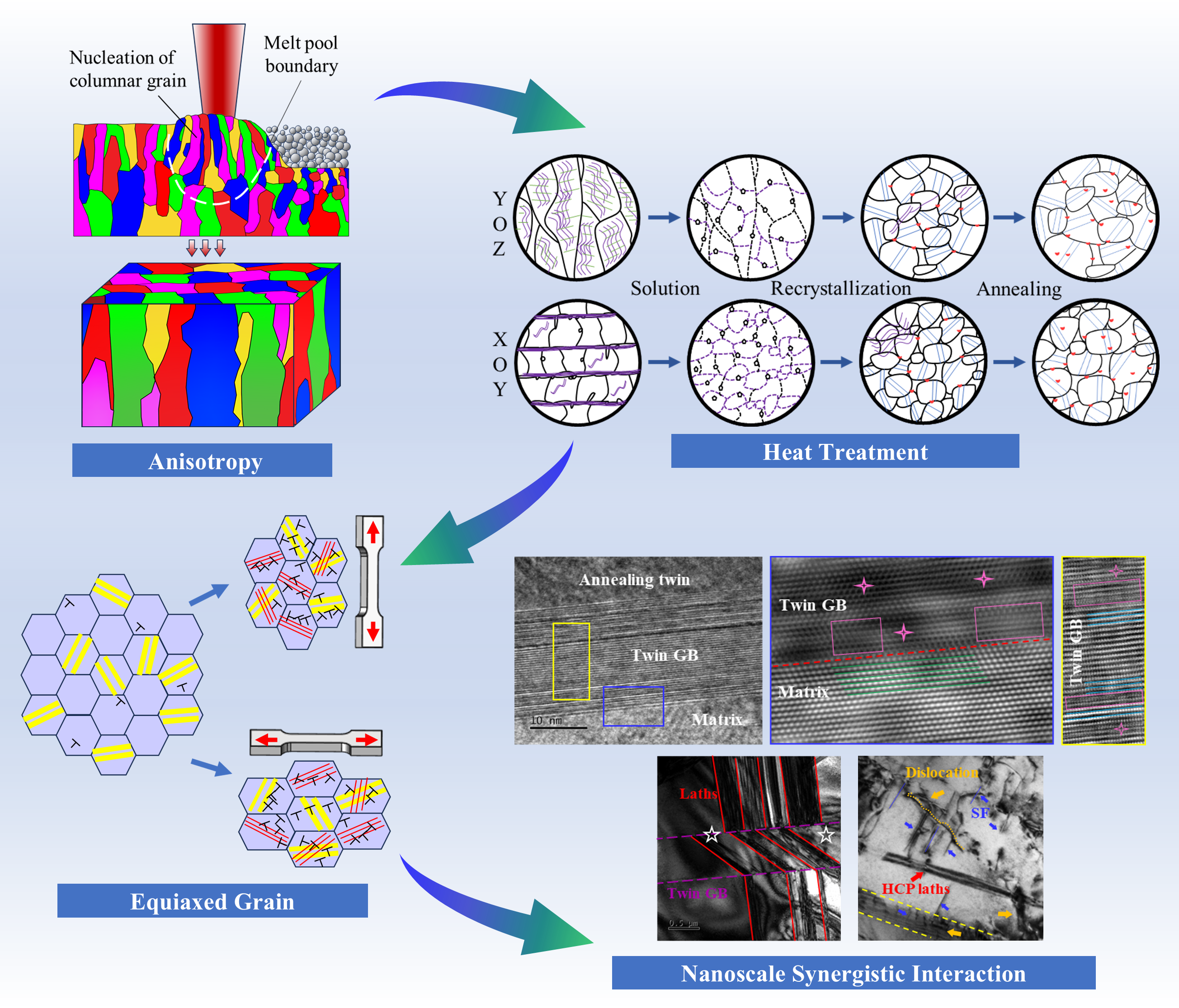 Recrystallization induced by heat treatment regulates the anisotropic behavior of CoCrMo alloys fabricated by laser powder bed fusion